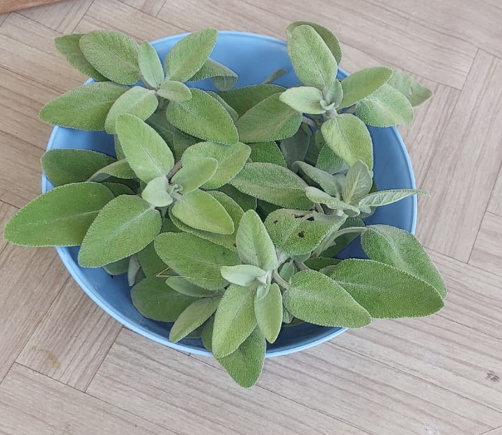 Salvia.png
